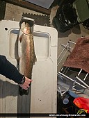26.75" Rainbow Trout caught on St. Marys River