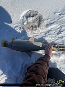 25" Whitefish caught on Lake Simcoe 