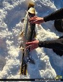 33" Lake Trout caught on Ptarmigam Bay