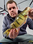 12" Yellow Perch caught on Lake Nipissing 