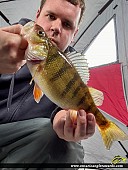 12" Yellow Perch caught on Lake Nipissing
