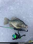 13" Black Crappie caught on Lake Margaret