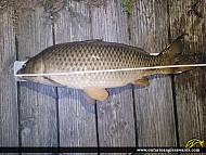 35.75" Carp caught on Tay River