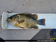 10.25" Rock Bass caught on Lower Rideau Lake
