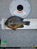 10.25" Bluegill caught on Lower Rideau Lake