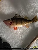12.5" Yellow Perch caught on Lake of the Woods