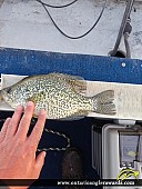 13" Black Crappie caught on Hay Bay