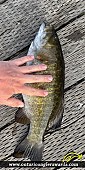 17" Smallmouth Bass caught on Lake Nipissing 