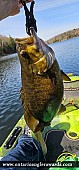 21" Smallmouth Bass caught on Nordic Lake