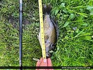 10.5" Rock Bass caught on Lake Simcoe 