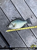 11" Black Crappie caught on Lake Simcoe