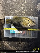 10.8" Rock Bass caught on St. Lawrence River