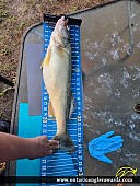 26.6" Walleye caught on Lake Erie