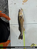 29" Walleye caught on Rainy Lake