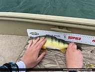 14.5" Yellow Perch caught on Lake Erie 