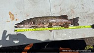 34" Northern Pike caught on Rainy lake