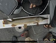 41" Northern Pike caught on Lake of the Woods