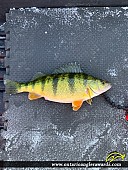 13" Yellow Perch caught on St. Lawrence River