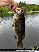 19" Smallmouth Bass caught on Lac la Croix