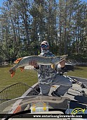 43" Northern Pike caught on Lake of the Woods