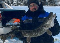 35.5" Northern Pike