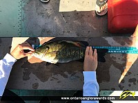 17.1" Smallmouth Bass