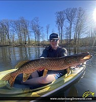 36" Northern Pike
