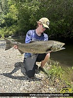 42" Chinook Salmon