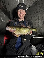 13" Yellow Perch