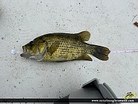 10.25" Rock Bass