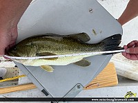 18" Largemouth Bass