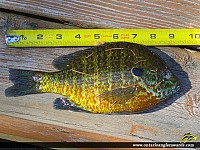 9" Pumpkinseed