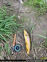 21.4" Brown Trout