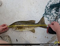 18" Smallmouth Bass