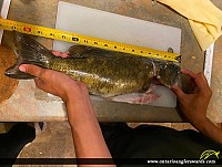 17" Smallmouth Bass