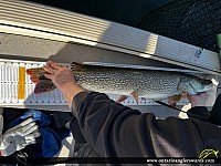 40" Northern Pike