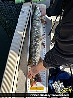 40" Northern Pike