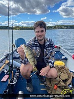 13" Yellow Perch
