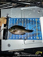 9" Bluegill