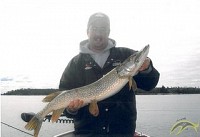 36" Northern Pike
