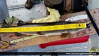 43.00" Northern Pike