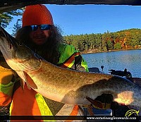 45" Muskie