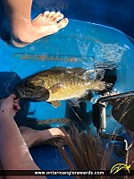 19" Smallmouth Bass