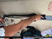 33" Northern Pike
