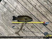 19" Smallmouth Bass