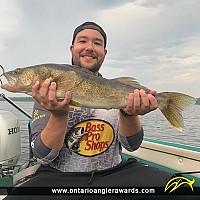 25.5" Walleye