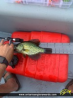11" Black Crappie