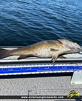 19.5" Smallmouth Bass