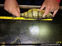 12.5" Yellow Perch