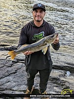 25.5" Walleye